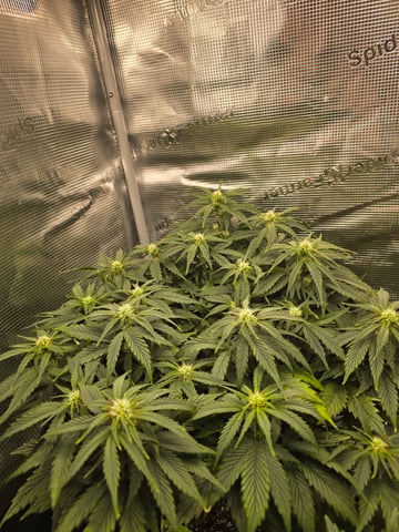 blue dream auto — flower, day 40