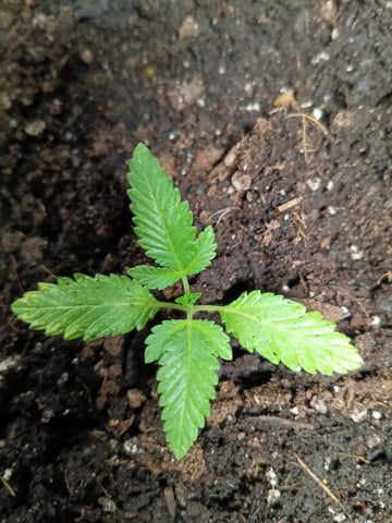 OG KUSH — vegetative, day 19