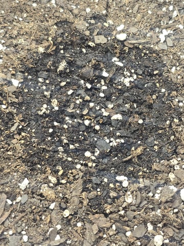 3rd Auto Grow — seedling_rooting, day 25