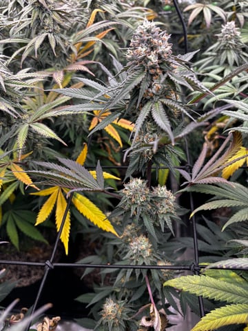 Pink Passion Fruit — flower, day 95