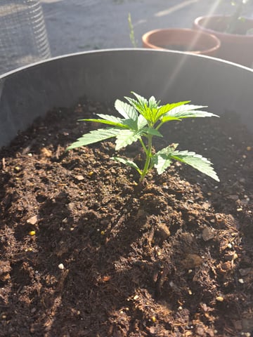 lemon drizz — vegetative, day 2