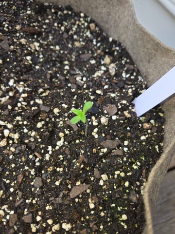 Late Outdoor Photo's — seedling_rooting, day 1