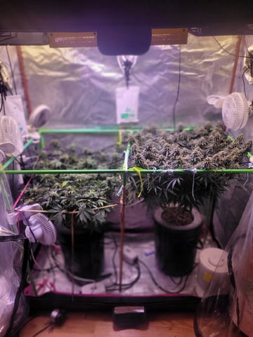 6th Grow — flower, day 75