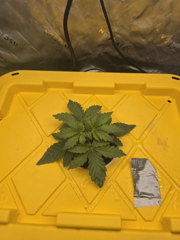 Mendo Frost Autoflower — vegetative, day 12