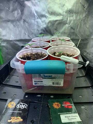 Papaya Frosting  — seedling_rooting, day 10