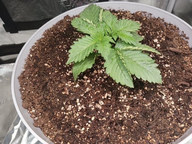 Gorilla Sherbert Feminized From Blimburn Seeds  — vegetative, day 15
