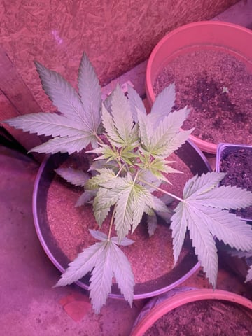 aurora auto — vegetative, day 26