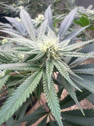 Gelly Mama and Sugar Tree — flower, day 189