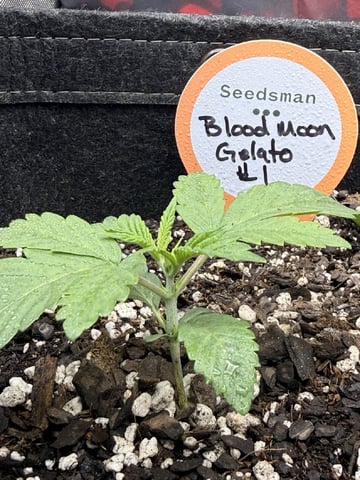 BloodMoon Gelato — vegetative, day 17