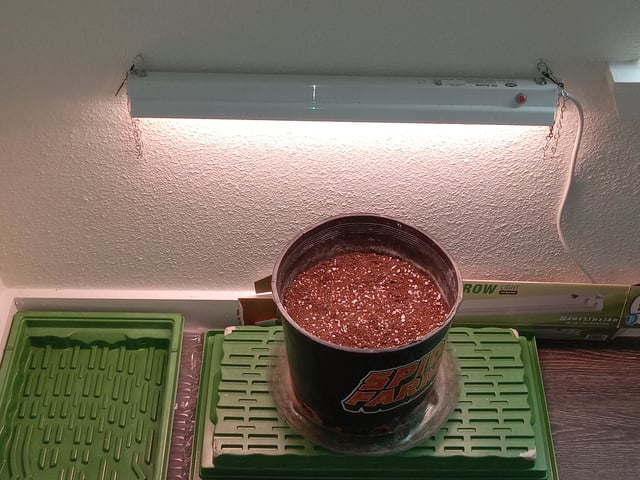 critical purple kush x peyote wifi  in the auto pot system tray 2 grow with added microhazian to the coco coir  — vegetative, day 34