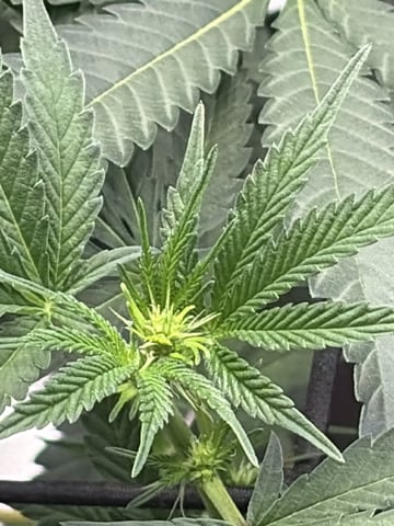 Humboldt, Hella Jelly. Jelly Donut  — flower, day 54