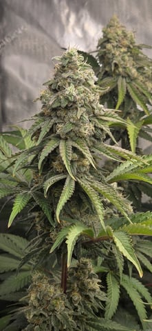 Maple Nectar  — flower, day 87