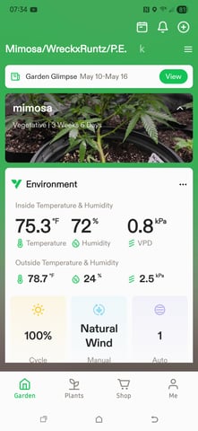 Pineapple Express  — vegetative, day 4
