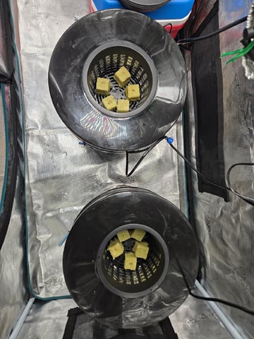 JALAPEÑO 🌶 — germination, day 9