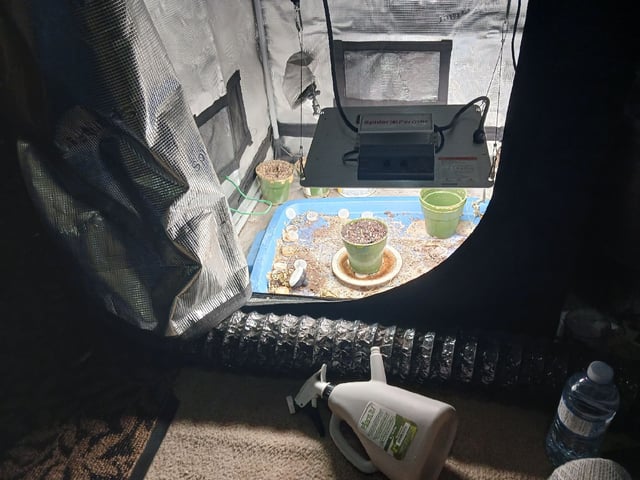 2nd Grow 2026  — seedling_rooting, day 9