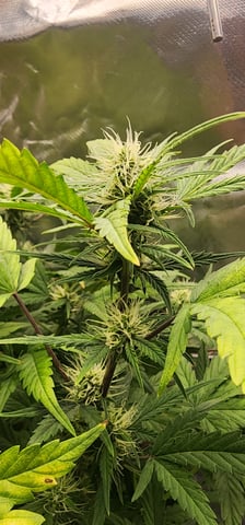 El Chemi Kiwi autoflower  — flower, day 60