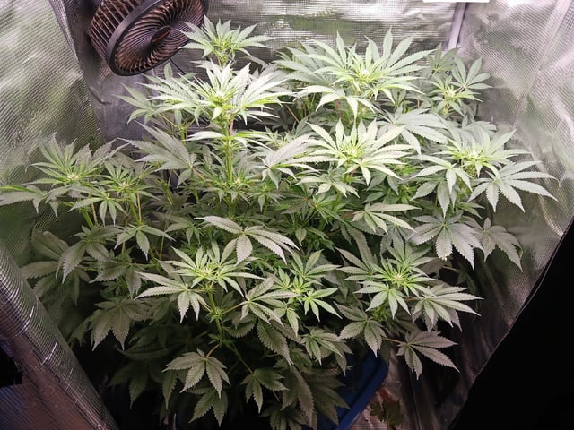 9lbhammer feminized  — flower, day 49