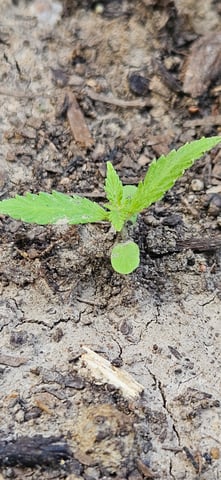 girl scout cookies (auto) — seedling_rooting, day 8