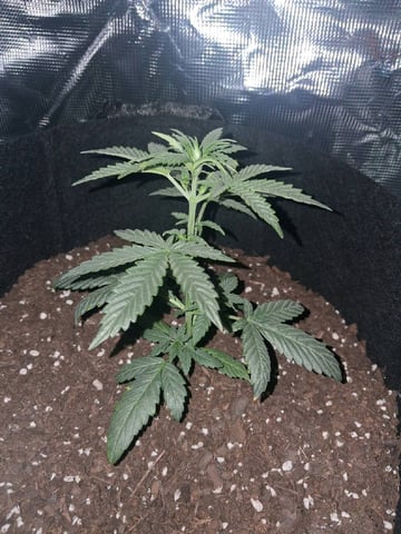 Cali Kush — vegetative, day 29
