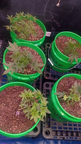 Third Grow