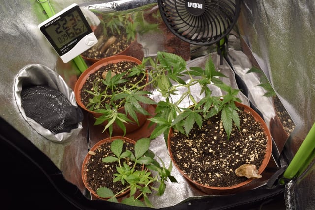 cultivo #3 — vegetative, day 2
