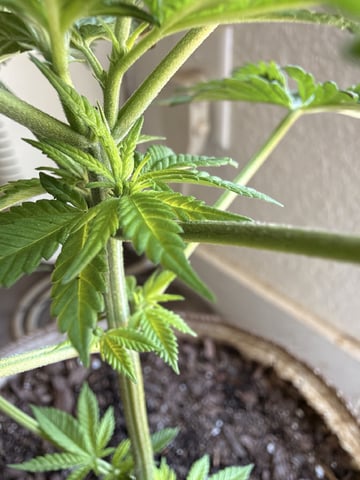 Sour Glue — flower, day 12