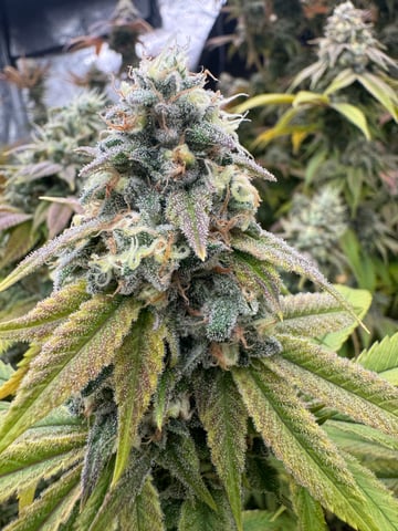 Hollywood Headband and LimeHeads  — flower, day 157