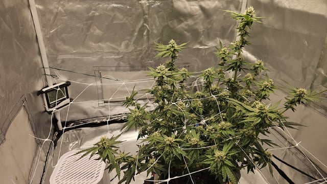 Jelousy Fast(Photo) & Ultra Voilet (Auto) — flower, day 45
