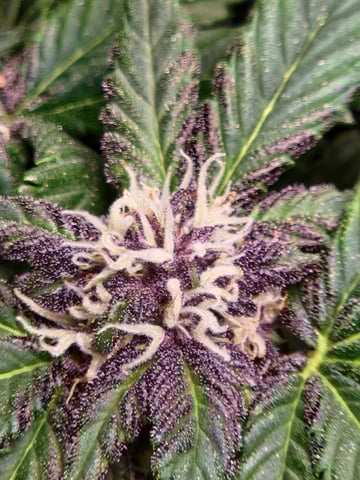 Autoflower grow. my first grow  — flower, day 64