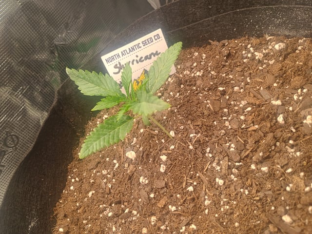 lil Slurry, first grow — seedling_rooting, day 12