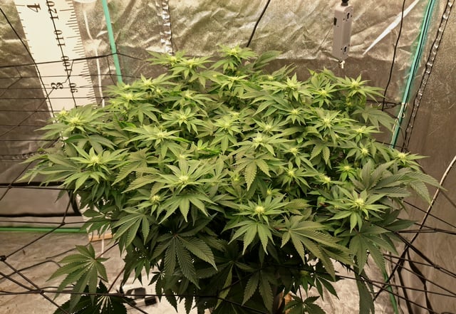 Blackberry Kush — flower, day 82