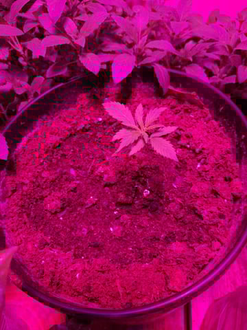 Queen B  — vegetative, day 19