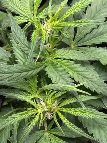 peaceful grow 1 — flower, day 40