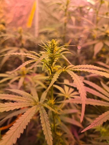 fruitstripe-x-breathworks VS Tropical cherry vs kush cake. vs og haze — flower, day 90