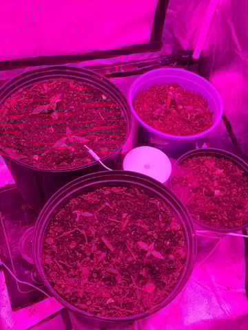 new start — seedling_rooting, day 10