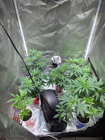fruitstripe-x-breathworks VS Tropical cherry vs kush cake. vs og haze — flower, day 55
