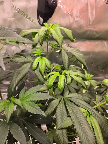 Evermore clones — flower, day 42