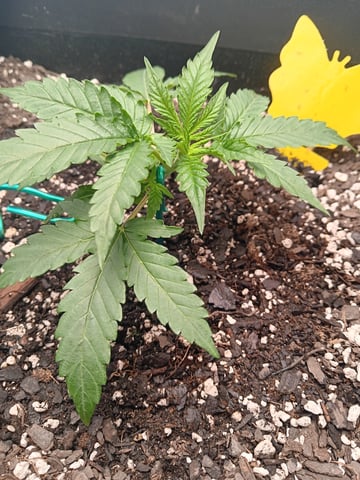 Blueberry auto — vegetative, day 22