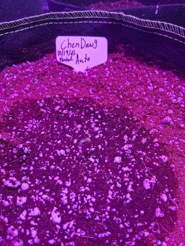 first auto grow — seedling_rooting, day 8