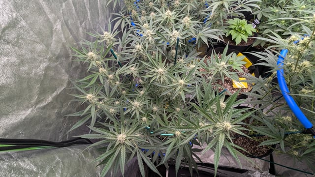 Mixed Grow — grow_setup, day 60