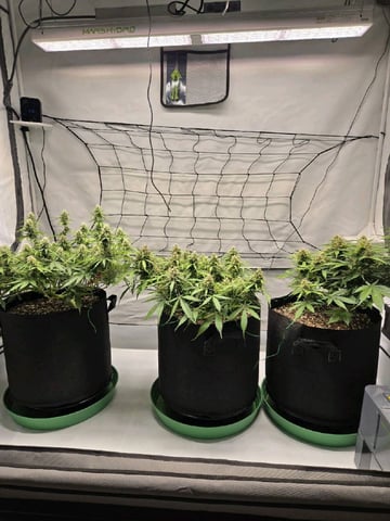 Purple Skunk 3 x 5  — flower, day 72