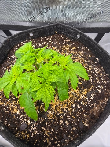 Purple Haze  — vegetative, day 15