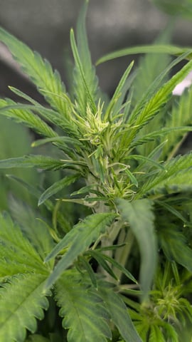 Grow 3 — vegetative, day 36