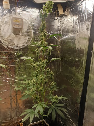 Wir — grow_setup, day 2