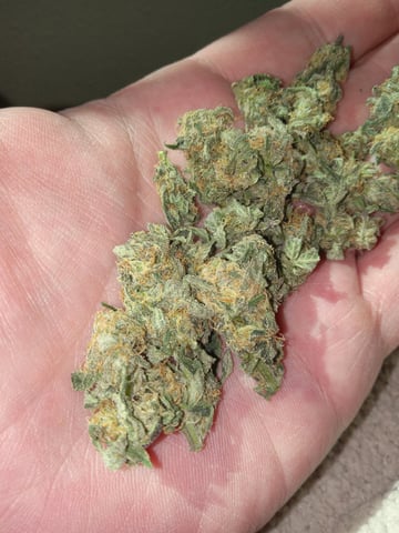 Blueberry critical kush x purple peyote wifi  and one L.a kush cake . — flower, day 30