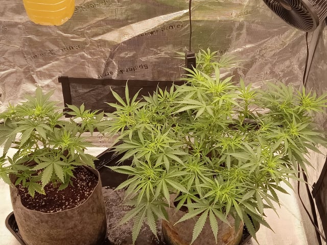 Blueberry critical kush x purple peyote wifi  and one L.a kush cake . — flower, day 81