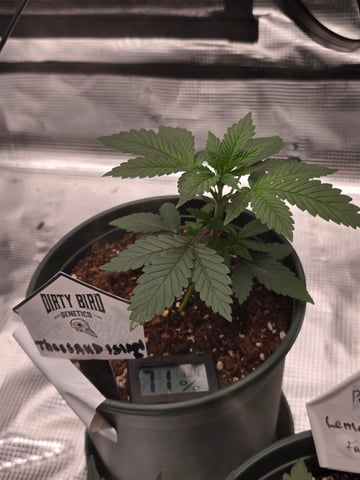Dirty Bird - Thousand Island Fem & Platinum Kush Breath Remix x Grape Cakehead Fem Photo  — vegetative, day 16