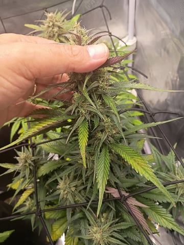 FastBuds-Auto Mix Pack-Quad Mystery — flower, day 53