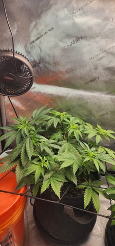 FastBuds Trainwreck Auto — flower, day 38