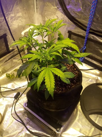 Gorilla Cookies Auto — vegetative, day 38